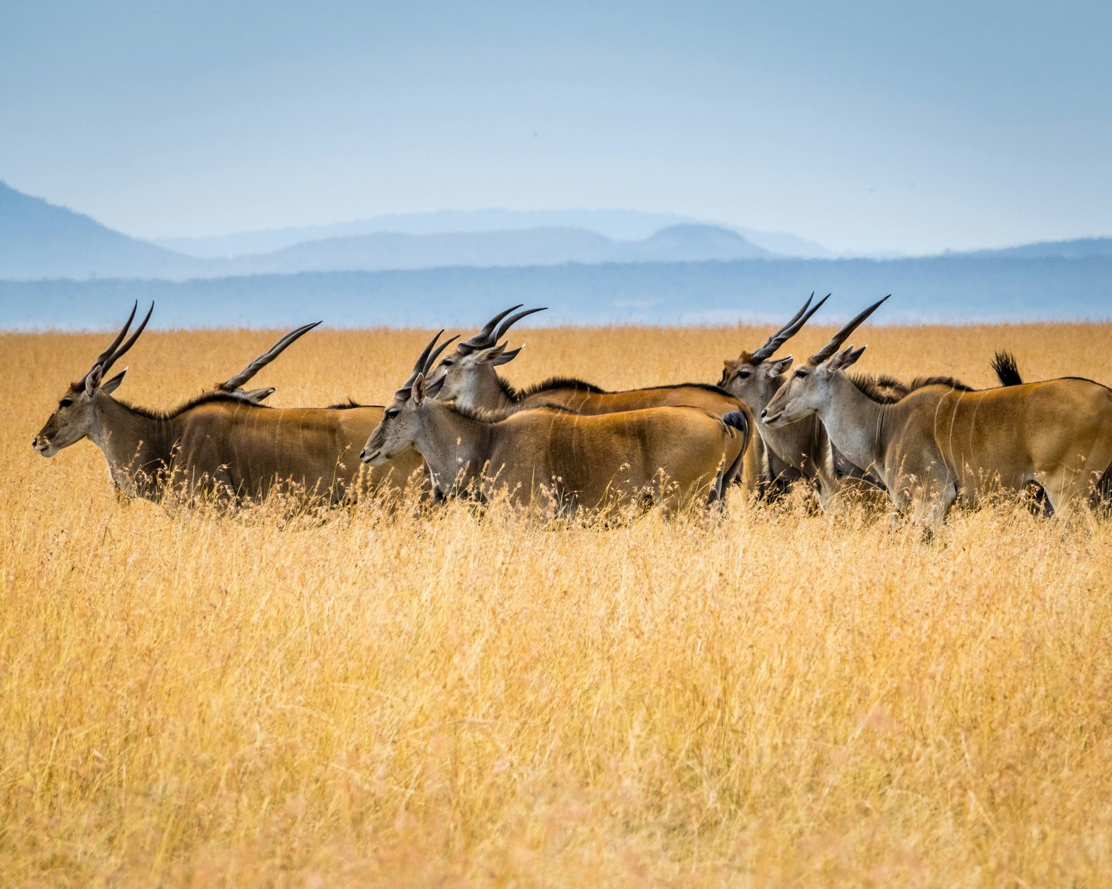 Immagine dello Tsavo Ovest con antilopi
