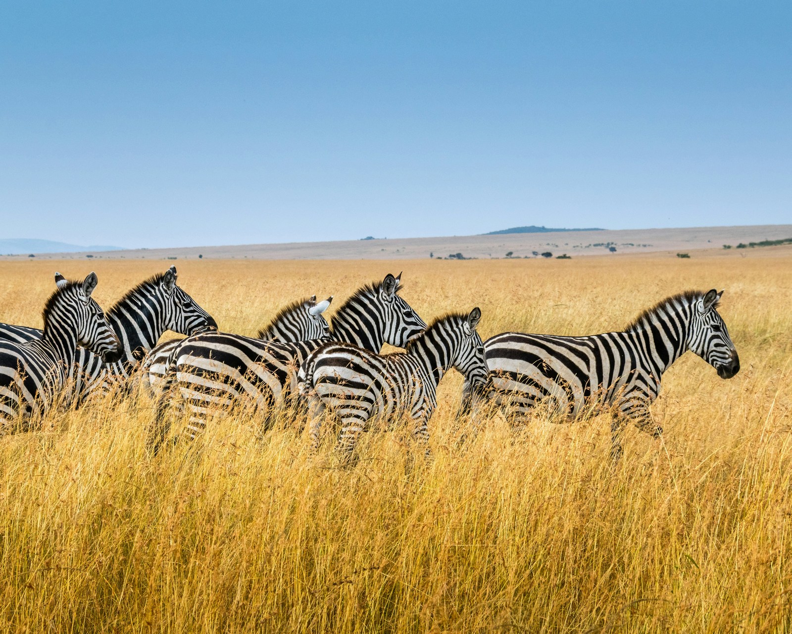Immagine di Amboseli con zebre e Kilimanjaro