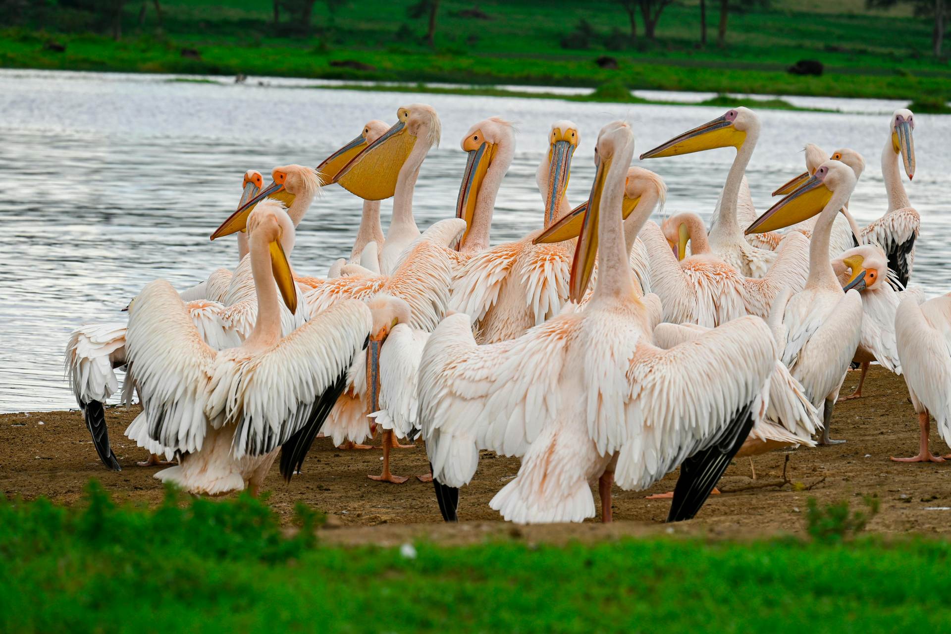 uccelli-magici-lago-nakuru-hippo-safari-kenya