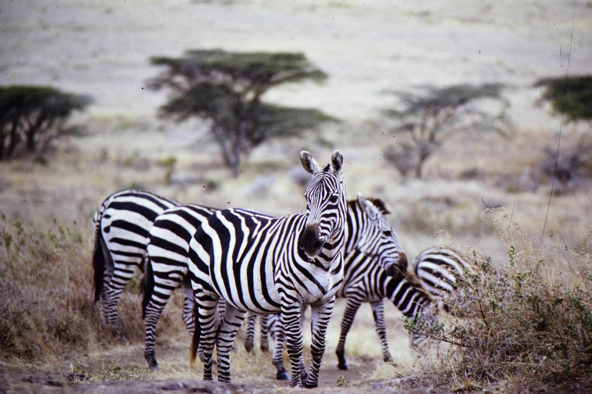 chettah-hippo-safari-kenya