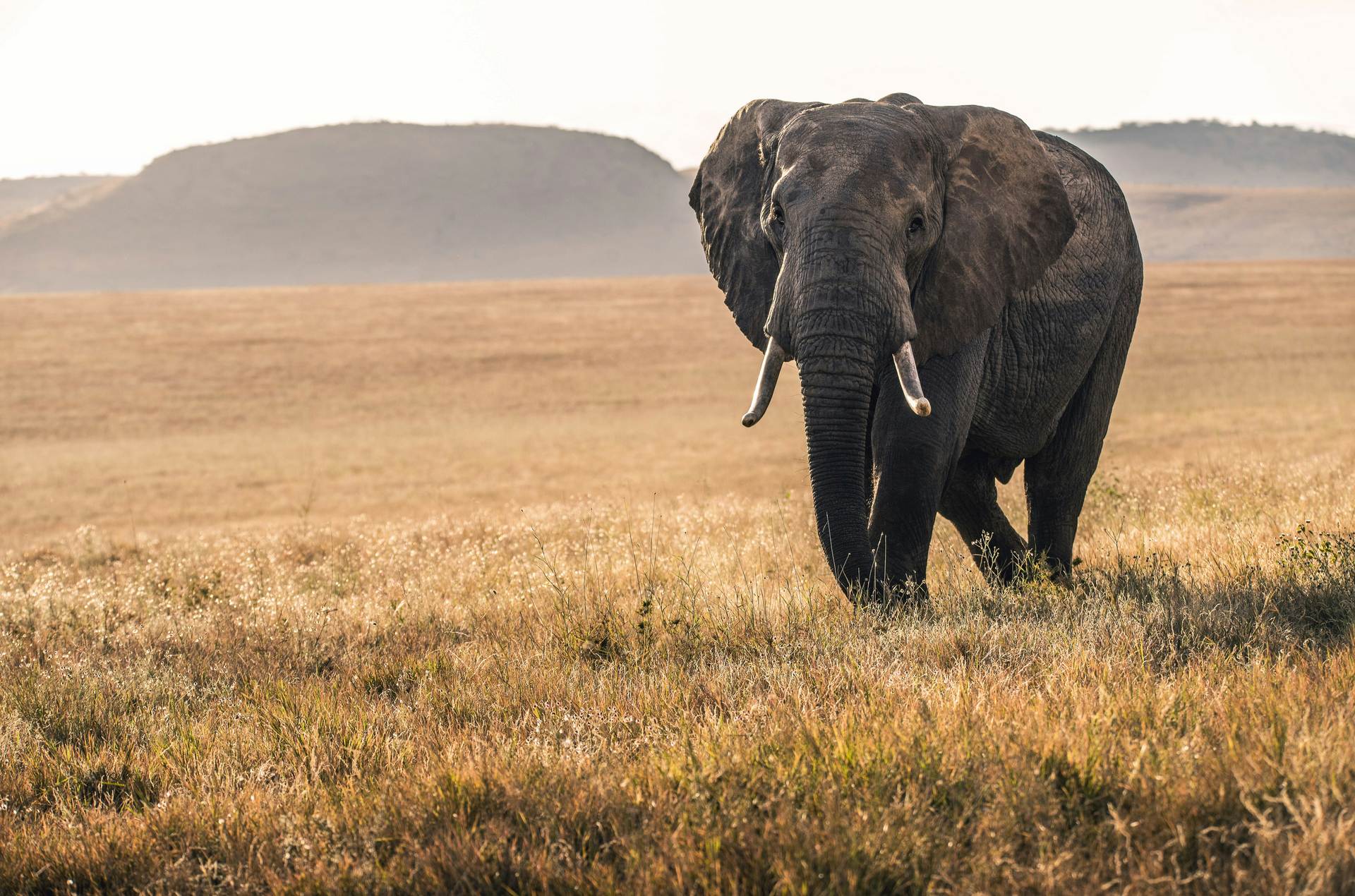 elephant-hippo-safari-kenya